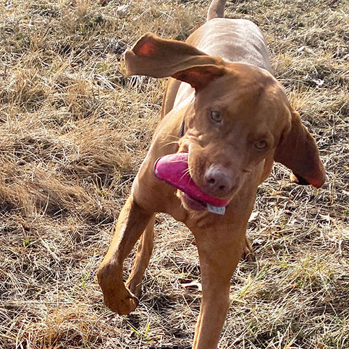 Hunde Dummy giftfrei